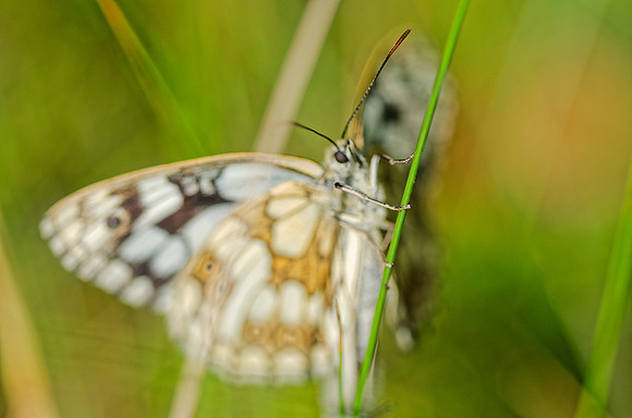 Papillon