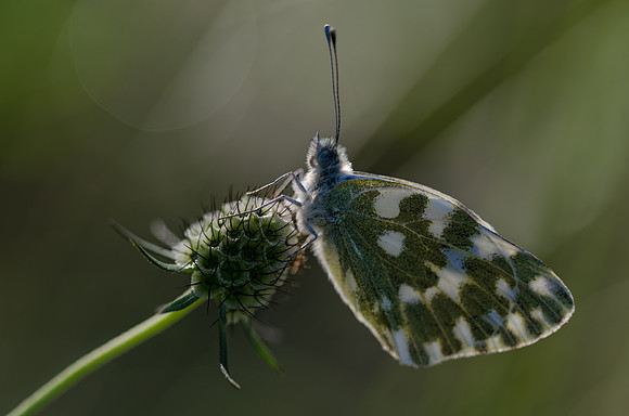 DSC_8358_DxO