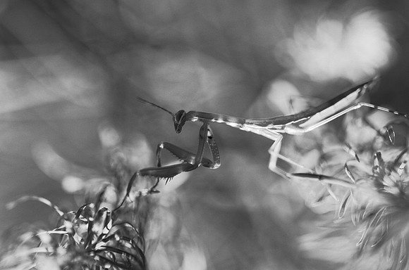 DSC_6377_DxO-Modifier