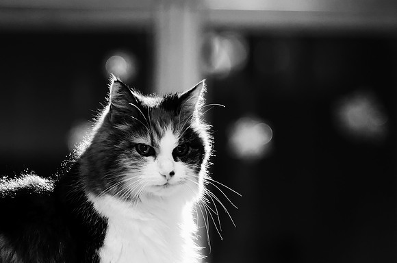 Draconte - chat
